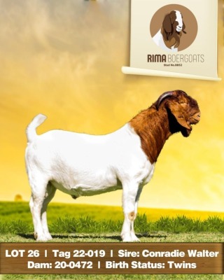 1X Boer Goat Buck Rima