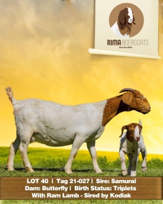 1+1X Boer Goat Doe + Kid Rima