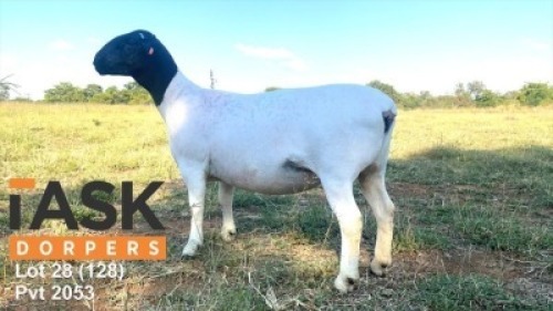 LOT 128 1 X DORPER OOI/EWE TASKDORPERS KUDDE/FLOCK