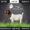1X Boer Goat Doe Drill Rite