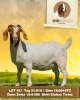 1X Boer Goat Doe Rima