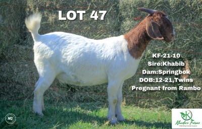 1X Boer Goat Doe Khudiri Farms