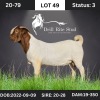 1X Boer Goat Buck Drill Rite