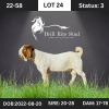 1X Boer Goat Buck Drill Rite