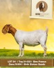 1X Boer Goat Doe Rima