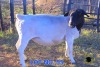 1X Black Head Dorper Ewe TS2