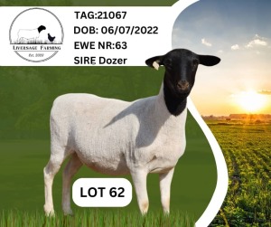 1X Black Head Dorper Ewe Liversage