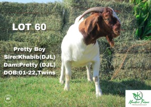 1X Boer Goat Buck Khudiri Farms