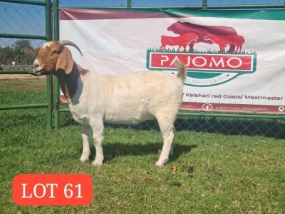 1X Boer Goat Doe Pajomo