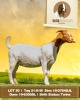 1X Boer Goat Doe Rima