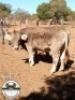1X Brounvieh Heifer Japie