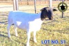 1X Black Head Dorper Ewe TS2