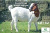 1X Boer Goat Doe Khudiri Farms