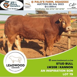 1X Limousin Bull Leadwood