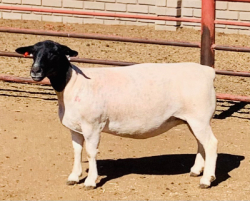LOT 108 1 X DORPER OOI/EWE KOWIE DE WITT DORPERS T5