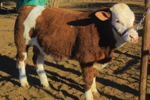 1X Simmental Bull Seroojane