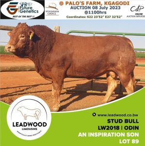 1X Limousin Bull Leadwood