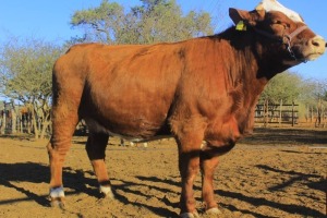 1X Simmental Cow Seroojane