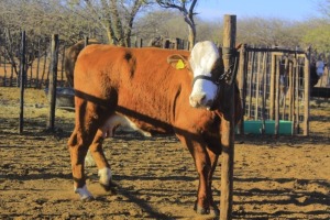 1X Simmental Heifer Seroojane