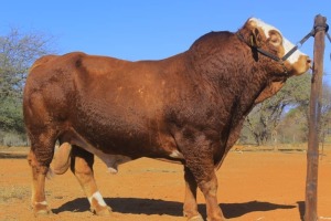 1X Simmental Bull Seroojane