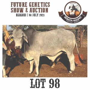 1X Grey Brahman Bull Sebata Kgomo