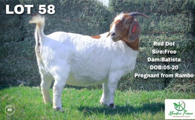 1+1X Boer Goat Doe + Kid Khudiri Farms