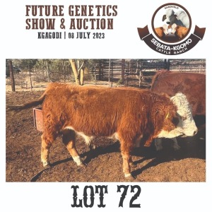 1X Simmental Bull Sebata Kgomo