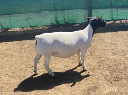 LOT 130 1 X DORPER OOI/EWE LEROY PHILLIPS DORPERS KUDDE