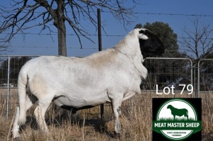 1X MEATMASTER RAM FGF BOERDERY