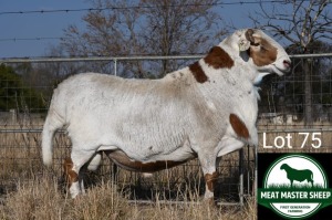 1X MEATMASTER RAM FGF BOERDERY