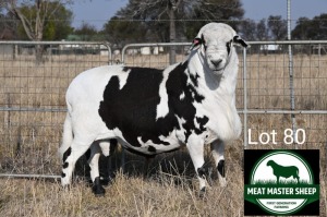 1X MEATMASTER RAM FGF BOERDERY