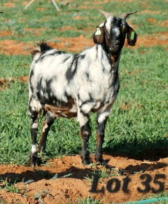 1X STUD GRADED CAPE LOB EAR DOE WILMEG / WILLEM VAN HEERDEN