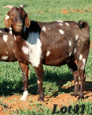 1X STUD GRADED CAPE LOB EAR DOE WILMEG / WILLEM VAN HEERDEN