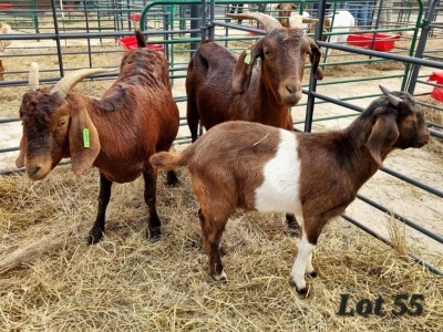 2+1X STUD GRADED CAPE LOB EAR DOE WILMEG / WILLEM VAN HEERDEN (Pay per Animal)