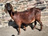 2X STUD REGISTERED CAPE LOB EAR DOE NGUPI FARM - LOUISA MARAIS