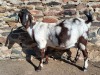 2X STUD REGISTERED CAPE LOB EAR DOE NGUPI FARM - LOUISA MARAIS - 2