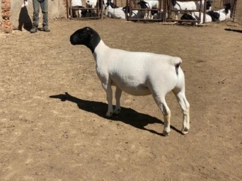 LOT 131 1 X DORPER OOI/EWE LEROY PHILLIPS DORPERS T5