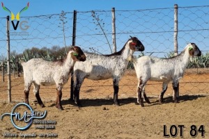 3X STUD GRADED
UNGRADED
UNGRADED CAPE SKILDER DOE MADIRU - ERIK DE WITT (Pay per Animal)