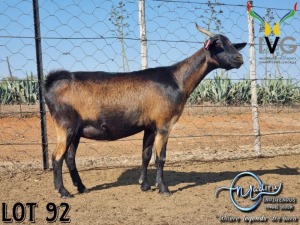 1X STUD GRADED MBUZI DOE MADIRU - ERIK DE WITT