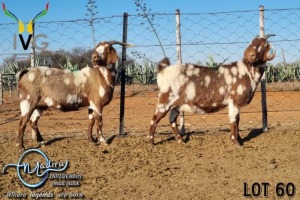 2X STUD GRADED CAPE LOB EAR DOE MADIRU - ERIK DE WITT (Pay per Animal)