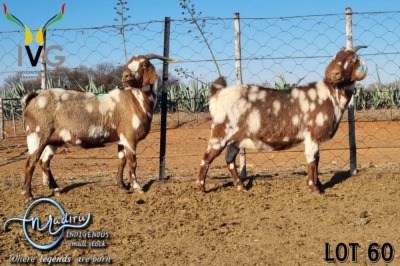 2X STUD GRADED CAPE LOB EAR DOE MADIRU - ERIK DE WITT (Pay per Animal)