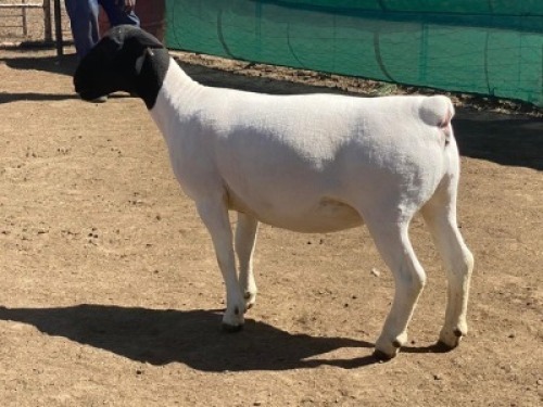 LOT 133 1 X DORPER OOI/EWE LEROY PHILLIPS DORPERS T5