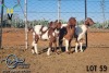 3X UNGRADED CAPE LOB EAR DOE MADIRU - ERIK DE WITT (Pay per Animal)