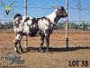 1X STUD GRADED CAPE LOB EAR DOE MADIRU - ERIK DE WITT