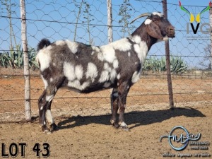 1X STUD GRADED CAPE LOB EAR DOE MADIRU - ERIK DE WITT