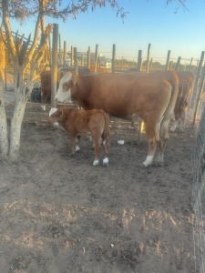 1+1X Simmental Cow & Calf Sebata Kgomo