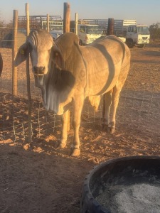 1X Grey Brahman Bull Sebata Kgomo