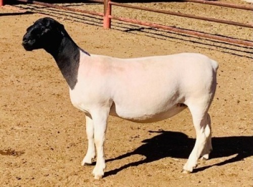 LOT 136 1 X DORPER OOI/EWE KOWIE DE WITT DORPERS STOET/STUD