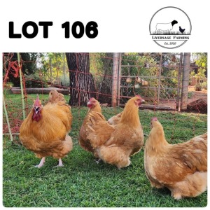 5X Buff Orpingtons Rooster + Hen Liversage (Pay per Animal)