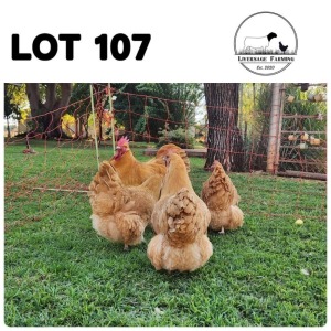 5X Buff Orpingtons Rooster + Hen Liversage (Pay per Animal)